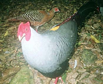 One of the Diard's Fireback pheasants discovered in Phong Nha-Ke Bang National Park in Quang Binh Province